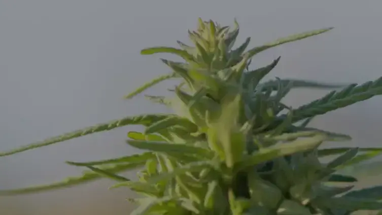 זווית בנייה בקנאביס