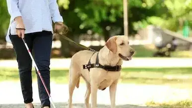 עיוורת עם כלב נחייה