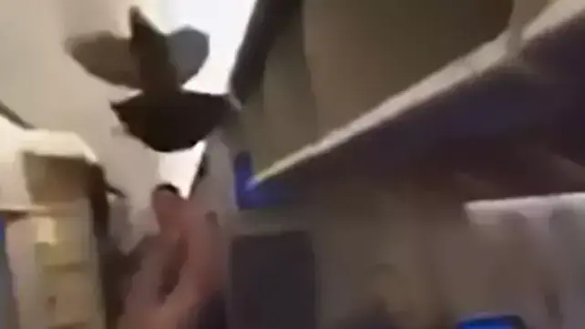 יונה משתוללת בתוך מטוס