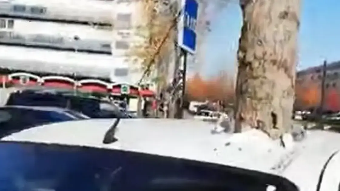 עץ צמח בין לילה וחדר דרך מכונית חונה