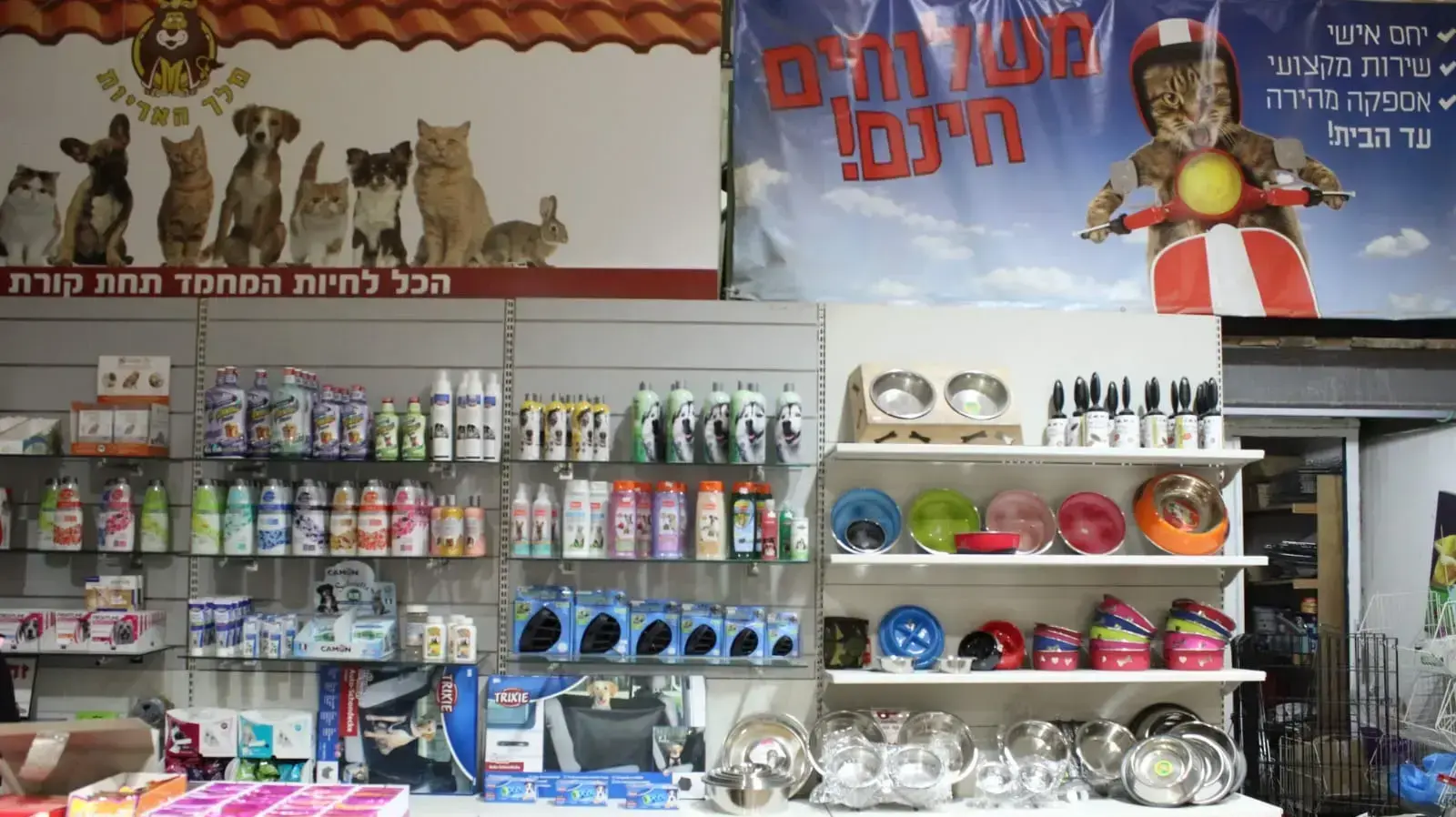 מלך האריות