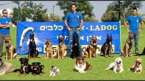 LADOG - אילוף כלבים