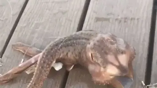 יצור ימי בעל שלוש רגליים