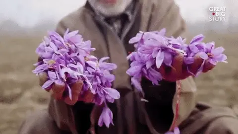 גיף של פרחי כרכום הגינה, מהם מופק הזעפרן, בשדה בחבל קשמיר