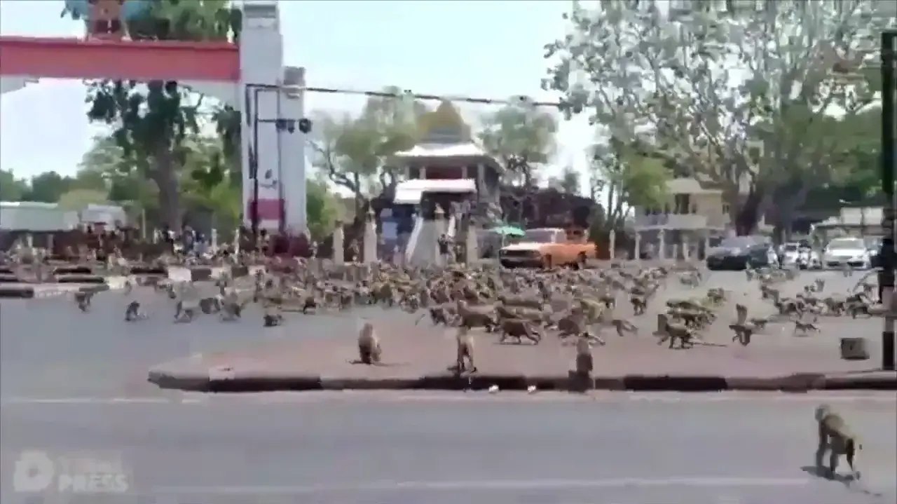 נגיף הקורונה בתאילנד: קופים המתגוררים בעיירה לופ בורי, צפונית לבנגקוק, 
תועדו כשהם רבים זה עם זה על בננה ותוקפים בני אדם בגלל מחסור במזון