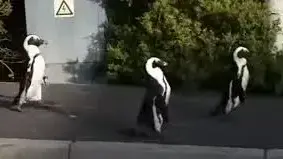 פינגווינים ברחובות דרום אפריקה