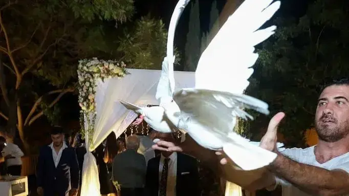 קובי הפרחת יונים קובי הפרחת יונים