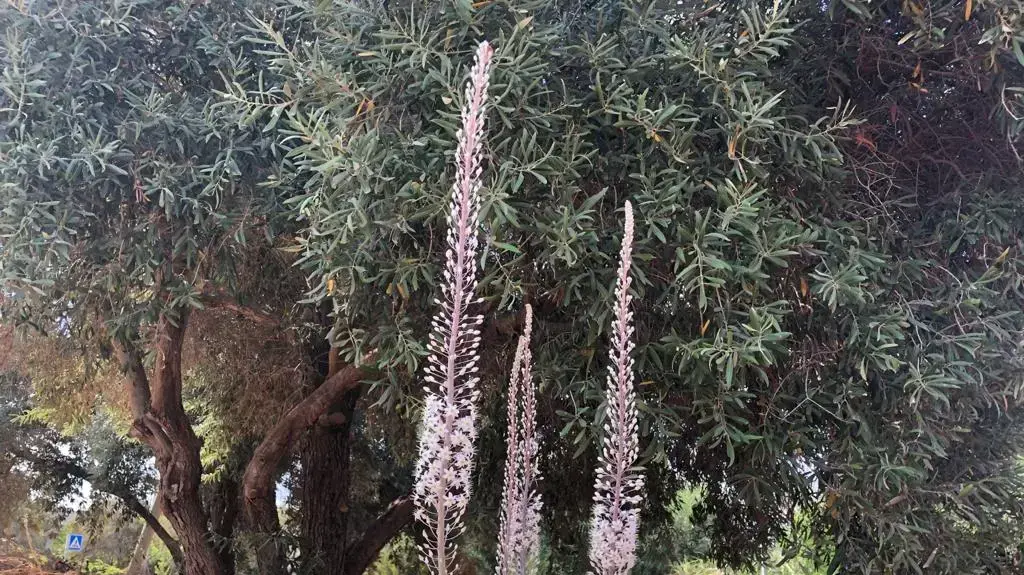 חצבים בבית ספר שדה חוף הכרמל