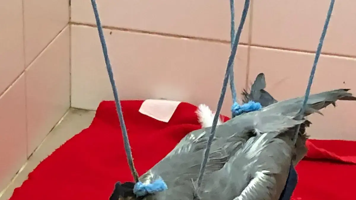 אנפה אפורה מטופלת בבית החולים לחיות בר של הספארי