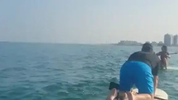 דולפינן מצוי שוחה עם גולשי סאפ בחופי הקריות