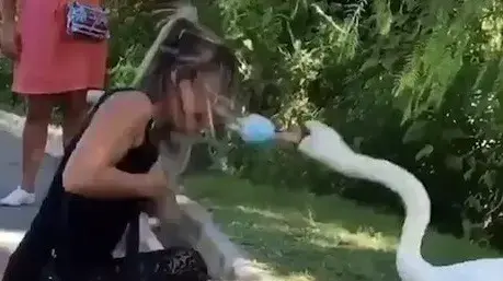 ברבור מסדר מסכת פנים של מבקרת