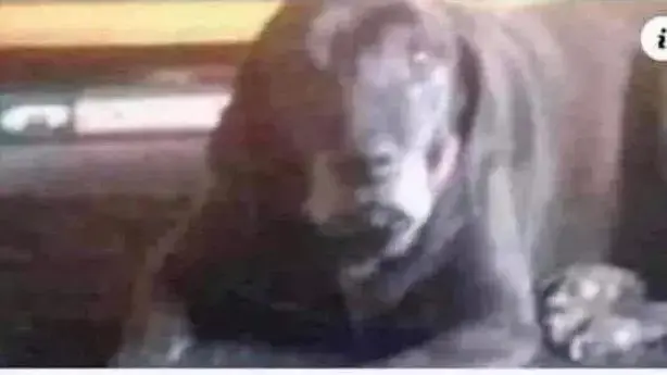 כלב או ליצן? האשליה האופטית שמטריפה את הרשת