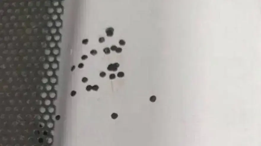 נקודות שחורות על אריחים