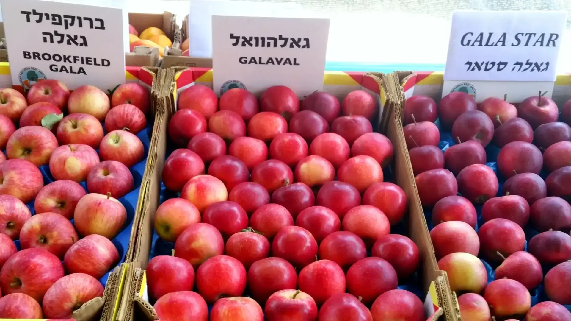 זני תפוחים מתקדמים לקראת ייצור תפוח העתיד ממטעי הגליל והגולן