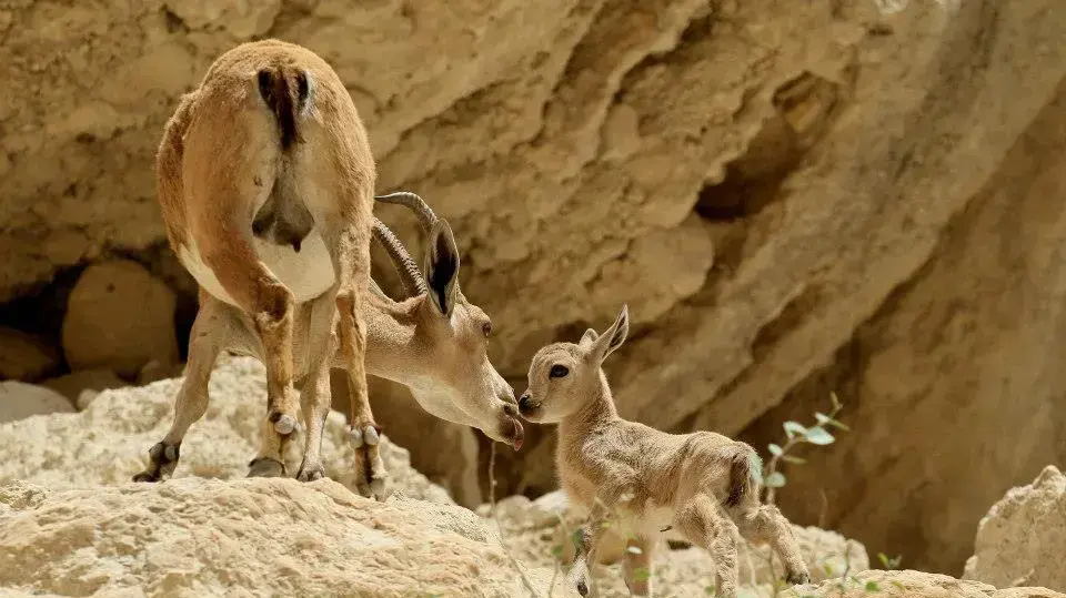 יעלים