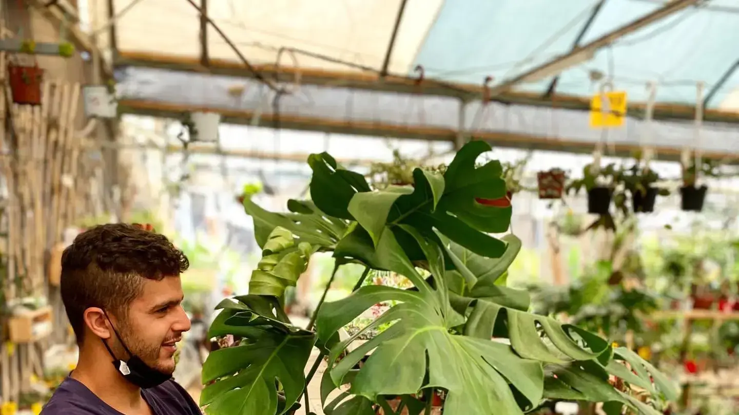 עובד במשתלת הגן הקסום מחזיק עציץ מונסטרה ענקית