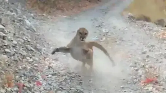 פומה רודפת אחרי מטייל