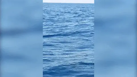 דולפינן מצוי מול חופי נתניה