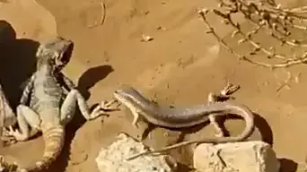 חרדון מצוי סלחי וחומט מנומר דרומי בערבה