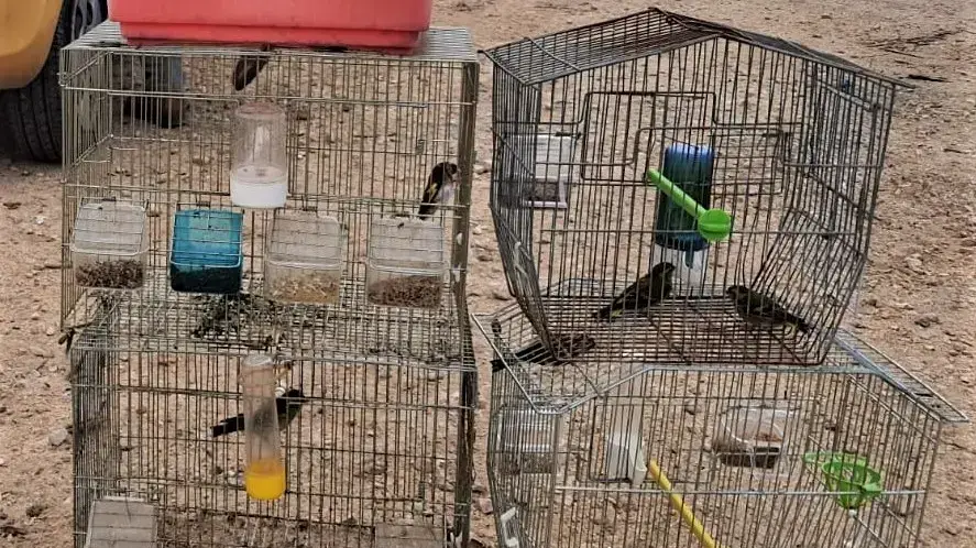 ציד חוחיות בגוש עציון