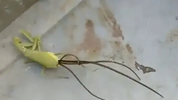 יצור מסתורי יוצא מתוך גמל שלמה
