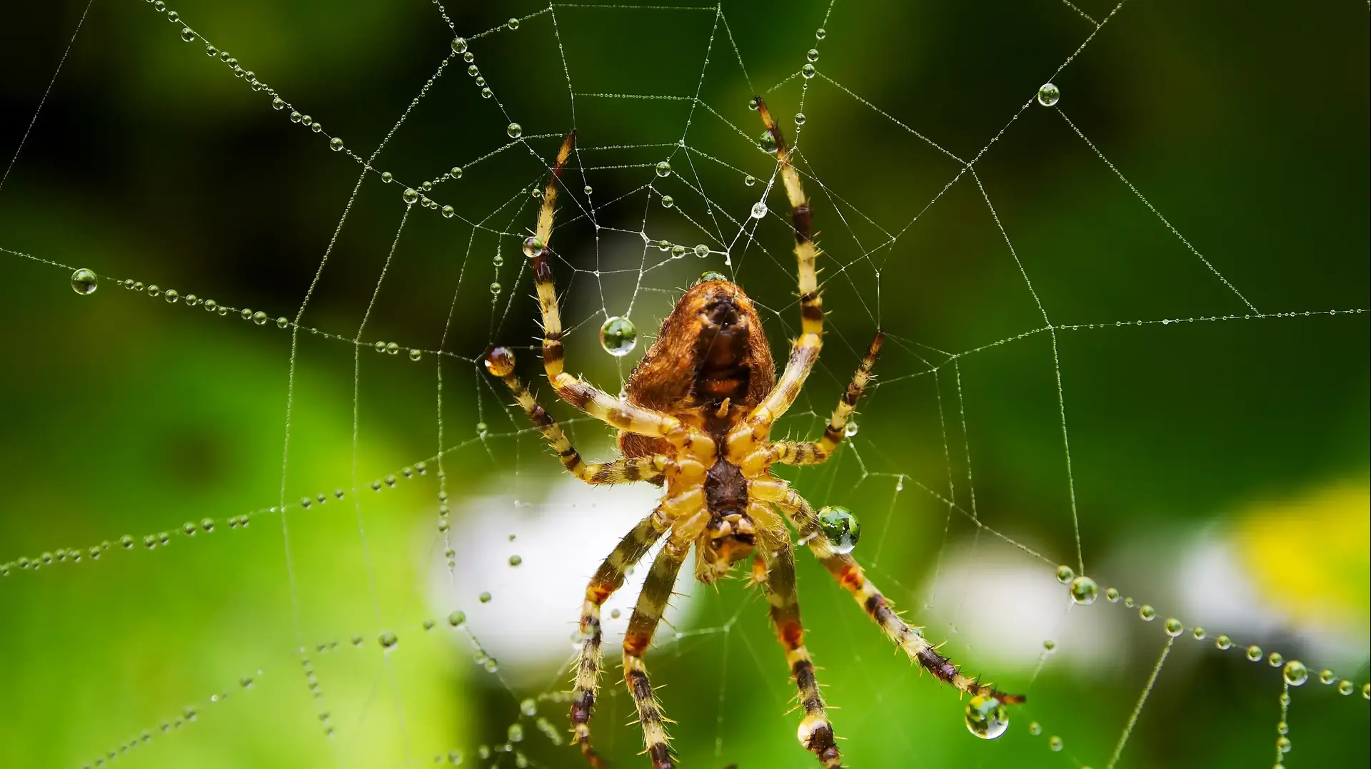 עכביש