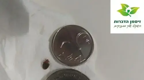 הדברת פשפש מיטה זיסמן הדברות