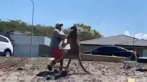 גבר התגרה בקנגרו עצום ושילם על כך ביוקר
