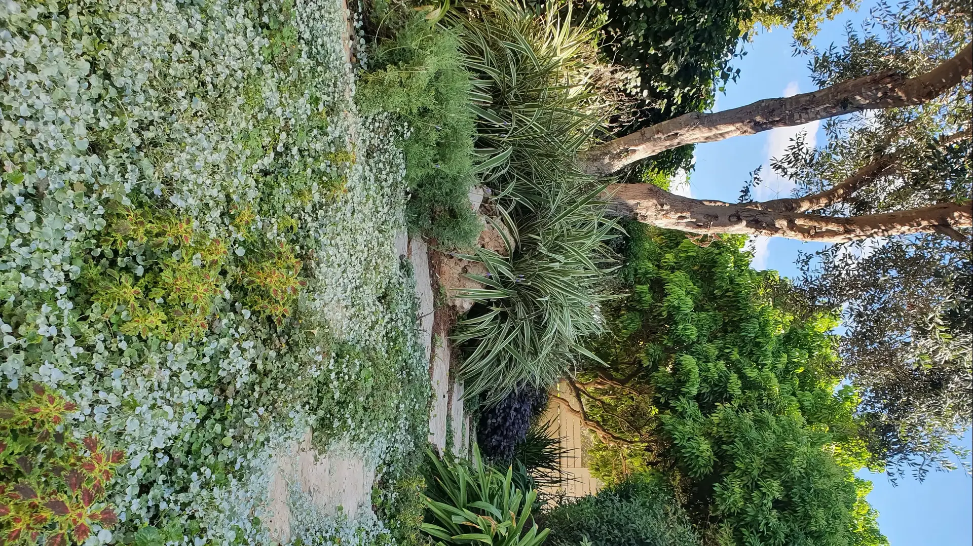 שגיב אנגלשטיין