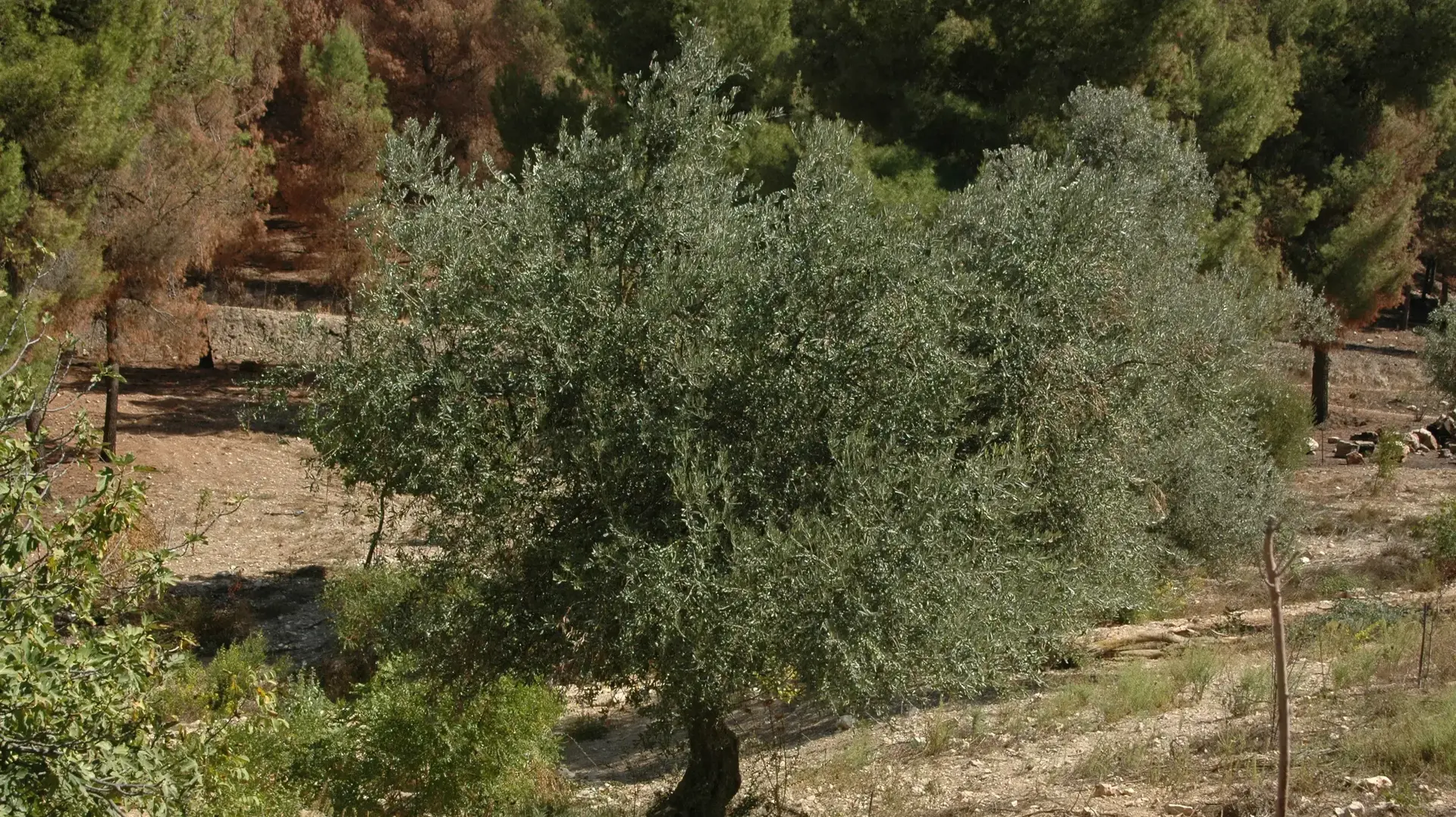 מסיק זיתים ביער ביריה