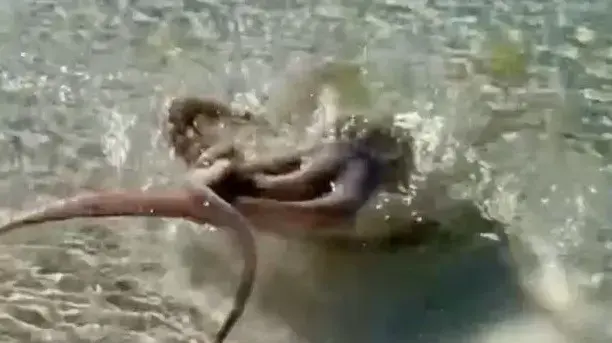 תמנון תוקף אדם בחוף