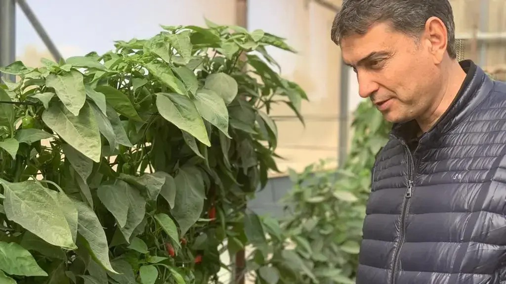 שי חג'ג' בחממה
