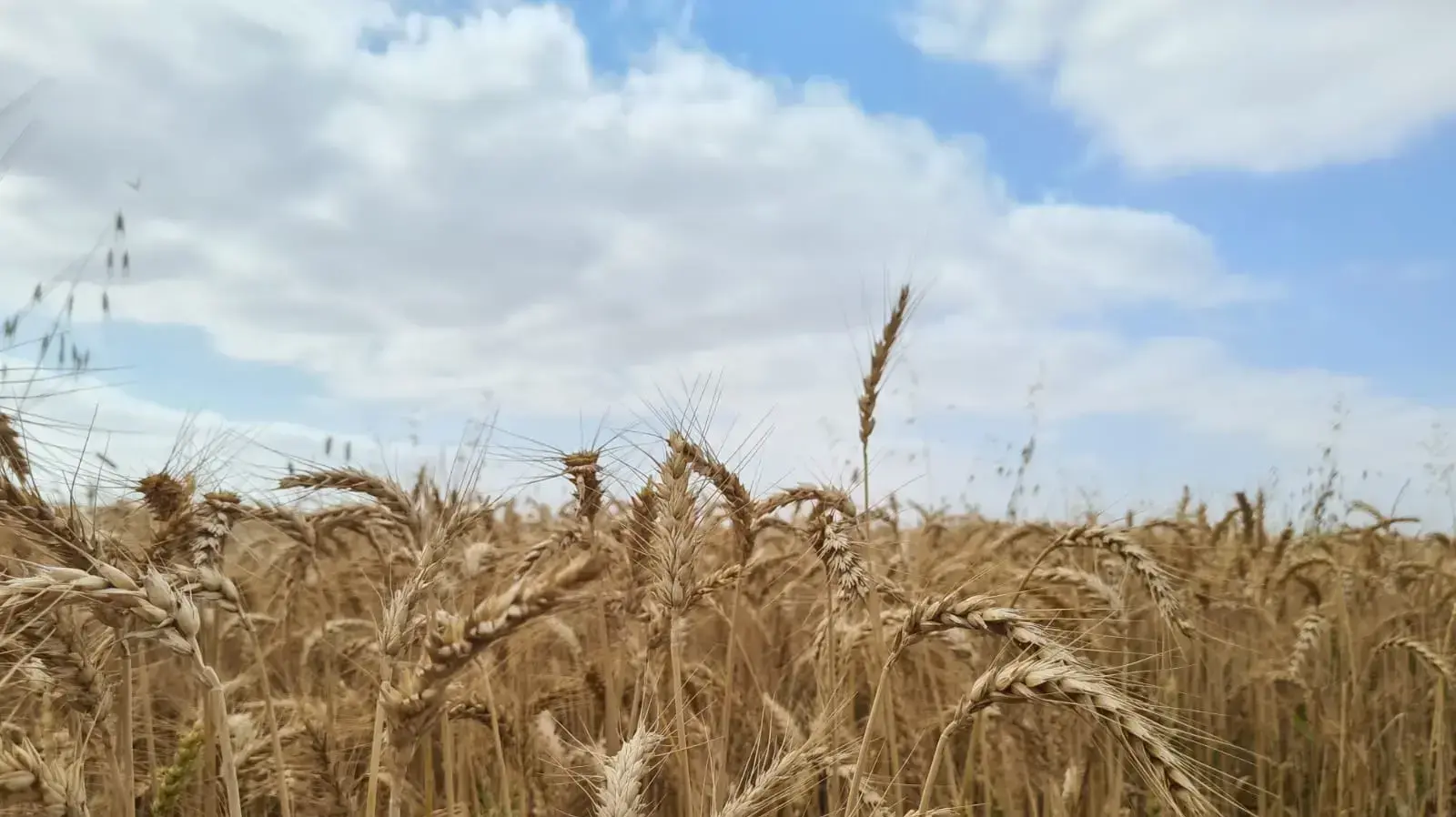 שדה חיטה בנגב המערבי, 27 באפריל 2021