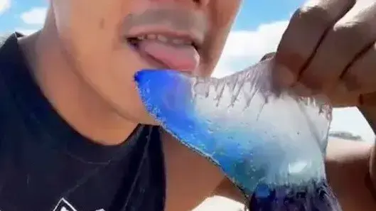 מלקק יצור מסתורי שמצא בחוף הים