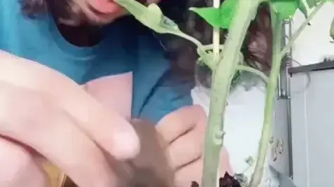 טריק ביזארי להחייאת צמחים נובלים