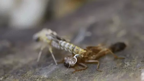 שפרירית מגיחה מתוך נימפה