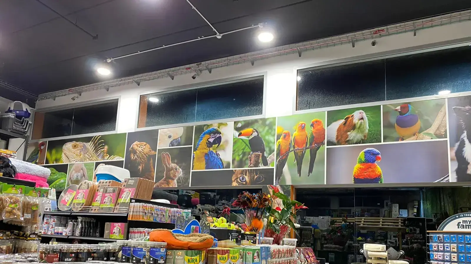 קן התוכי