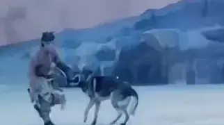 זאבים תוקפים שחקנים בהצגה