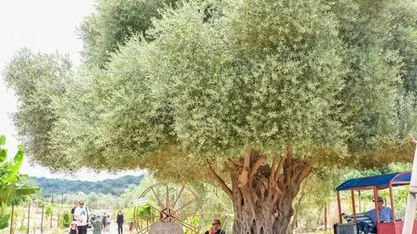 להתאהב בטבע