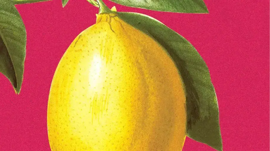 עיצוב כריכת הספר "חג המכשפה" מאת עינת בדי