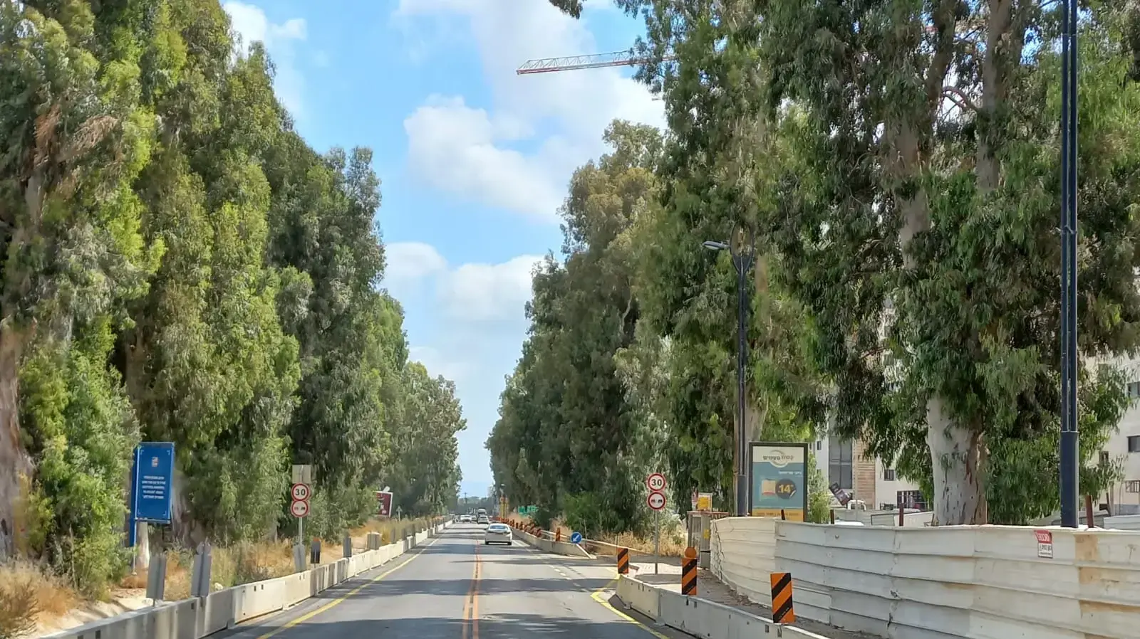 שדרת איקליפטוסים בין עכו לבוסתן הגליל