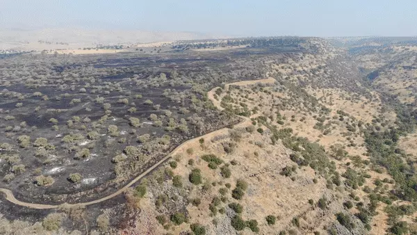 שריפה בשמורת יער יהודיה משושים ביולי 2021