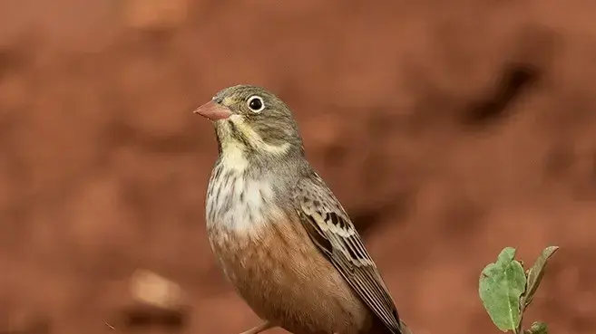גיבתון גנים