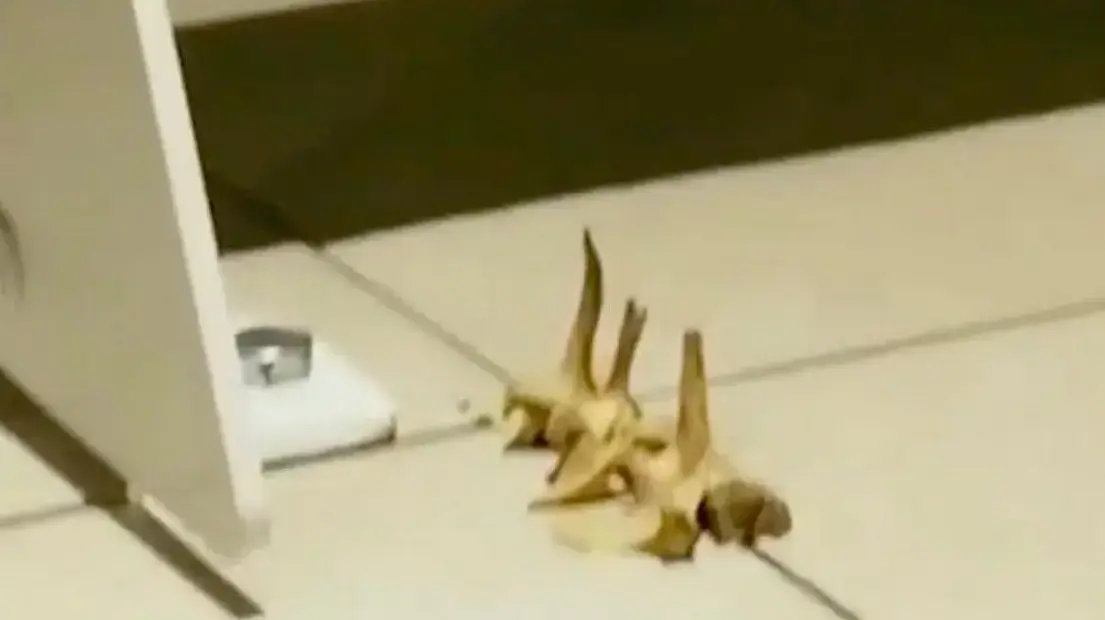 עצמות שנמצאו בקיר עצמות שנמצאו בקיר