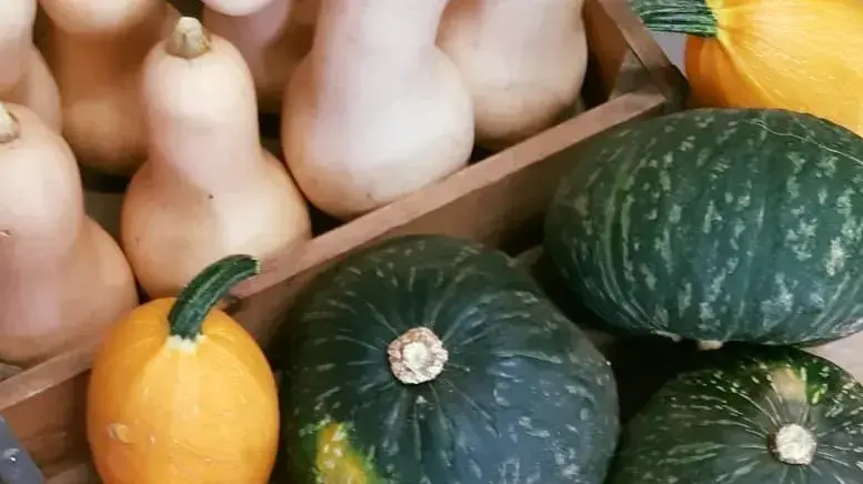 דלועים: דלעת יפנית, ערמונים, דלעת ספגטי ולדורית