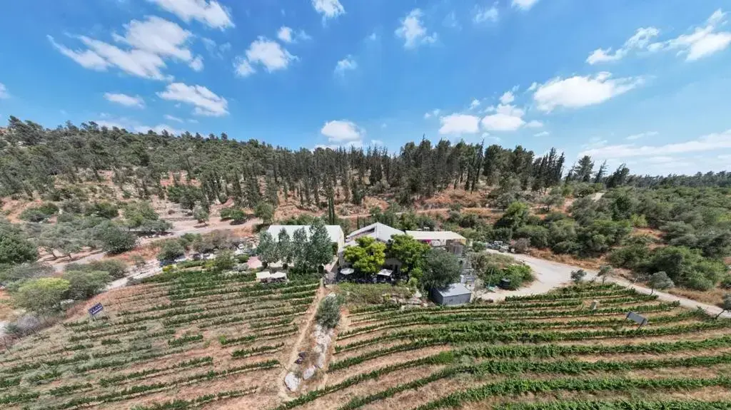 יקב פלם, כרמים בהרי יהודה
