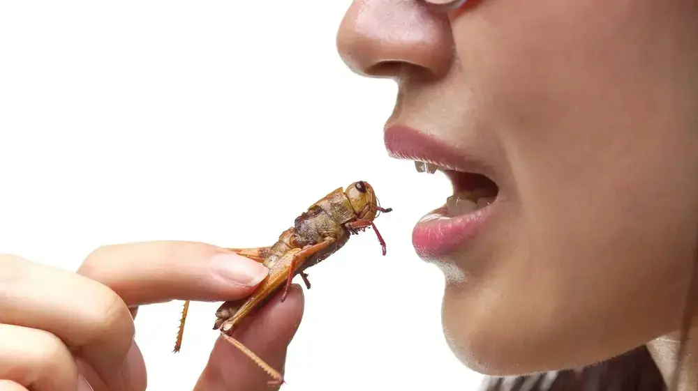 חרגול מטוגן