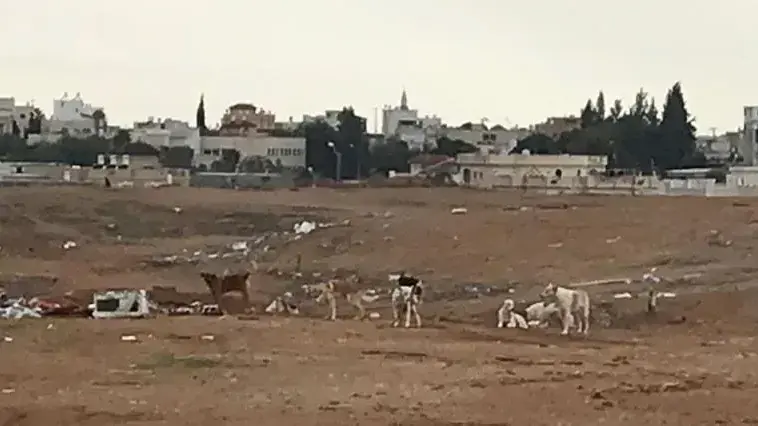 להקת כלבים משוטטים באיזור רהט