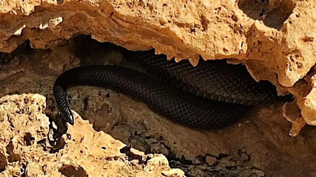 נחש צפעון שחור (שרף עין גדי) במדבר יהודה