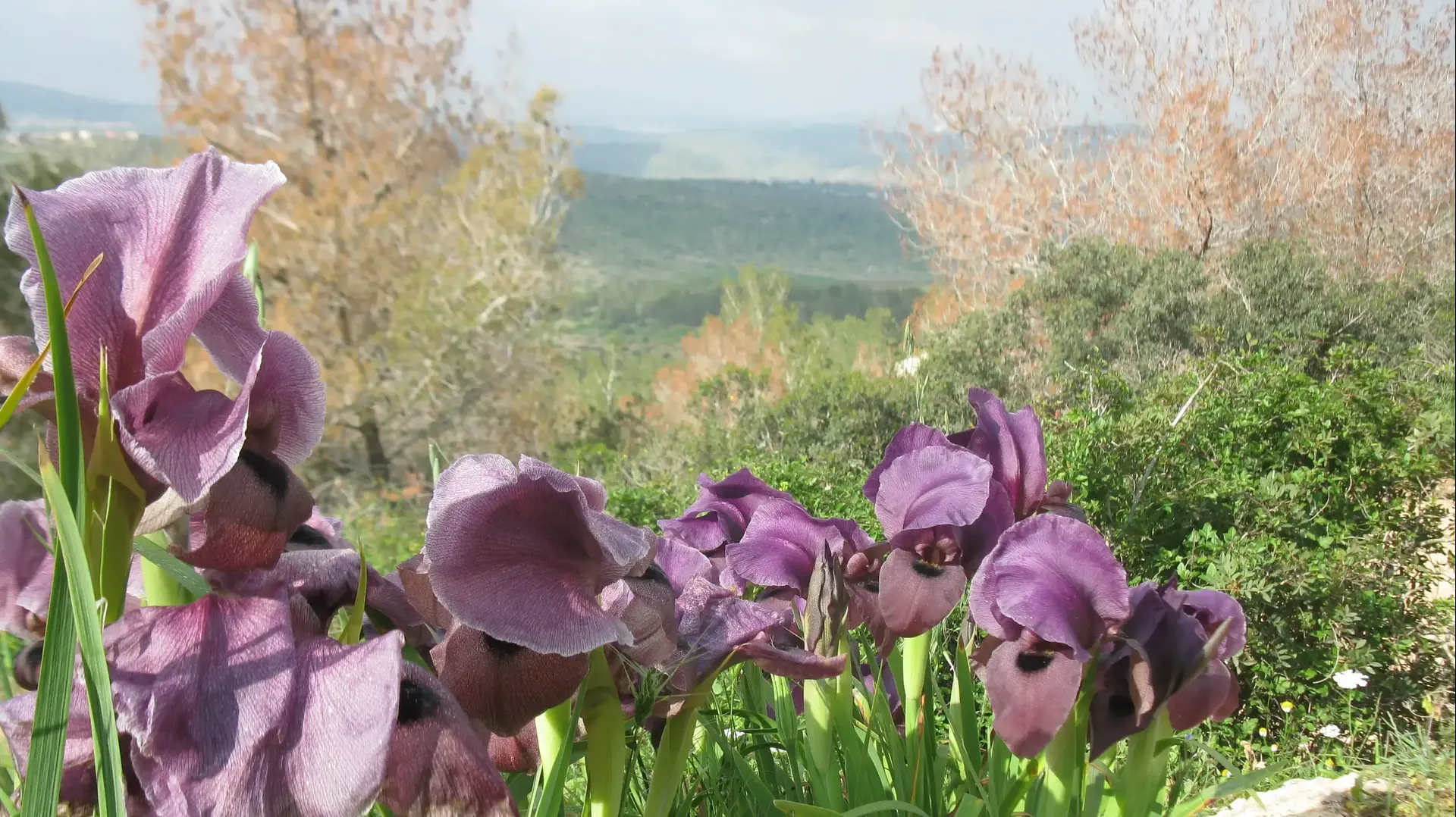 אירוס הגלבוע